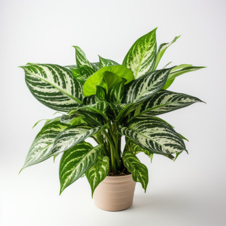 dieffenbachia plant placed on white table for commercial photography with a realistic, high detail, and hyper quality look. this high resolution hd photo captures the beauty of the dieffenbachia in stunning 8k clarity. ai generatedの素材