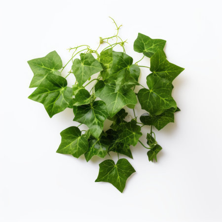 english ivy leaves elegantly arranged on a pristine white table, capturing the essence of commercial photography. the realistic depiction showcases high-detail and hyper-quality images that boast exceptional resolution, ranging from hd to stunning 8k visuals. ai generatedの素材