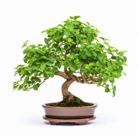 oregano bonsai plant displayed on a plain white background, showcasing its intricate details up close. perfect for herbal garden enthusiasts, this isolated image captures the essence of a meticulously pruned oregano bonsai with no distractions in the frame. ideal for plant lovers and botanical enthusiasts seeking inspiration for their own bonsai projects. ai generatedの素材