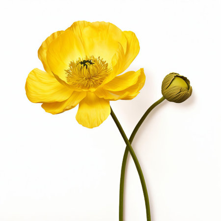 a stunning buttercup flower in full bloom, capturing its vibrant yellow petals in a single, captivating shot. this close-up photo showcases the flower's intricate details against a pristine white background. ai generatedの素材