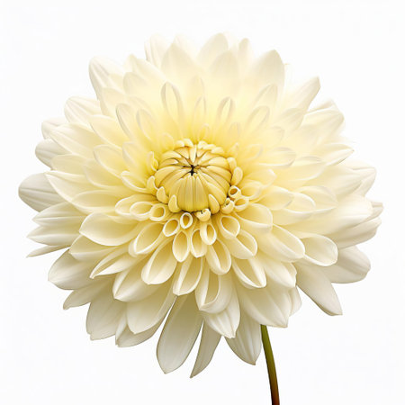 a majestic chrysanthemum in full bloom, capturing its elegance in a single, vibrant bloom. this stunning flower is showcased in a captivating section view against a pristine white background. ai generatedの素材