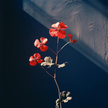 a soft-lit geranium blooms brightly against a dark blue wall in this vintage photograph. notice the subtle film grain and gentle evening glow that adds a nostalgic touch to this timeless capture. ai generatedの素材