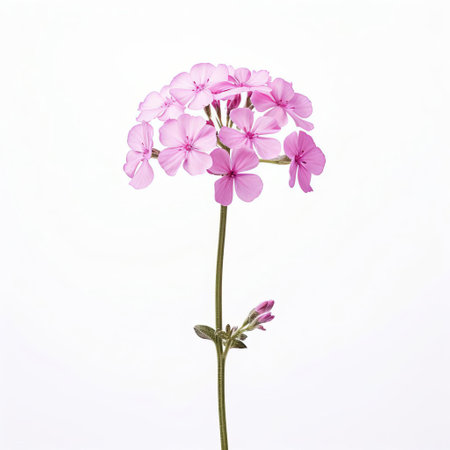 the verbena flower, with its delicate purple petals and yellow center, is beautifully showcased against a clean and minimal white isolated background, highlighting its intricate details and vibrant colors, perfect for botanical and floral enthusiasts. ai generatedの素材