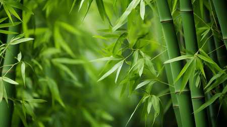 discover sleek and minimalist bamboo images, perfect for adding a touch of natural elegance to your designs. our photostock features clean, aesthetic bamboo shots that are sure to enhance any project. explore our selection today. ai generatedの素材