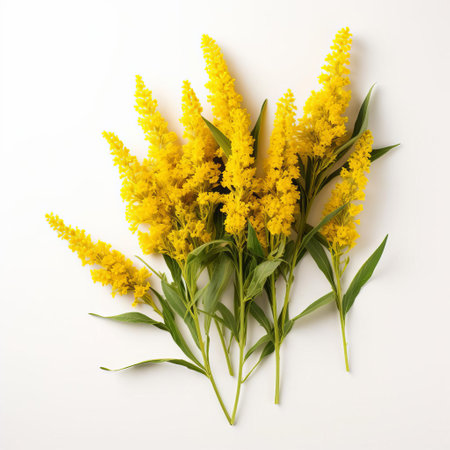 goldenrod flowers are beautifully arranged on a pristine white table, showcasing their vibrant yellow petals and delicate stems, captured in stunning high-definition 8k resolution, perfect for commercial photography, offering hyper-realistic details and high-quality visuals. ai generatedの素材