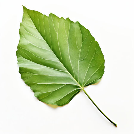 the cotton plant leaf, with its delicate yet robust shape, lies flat on a pristine white background, showcasing its intricate network of veins and soft, velvety texture, highlighting the beauty of nature's details in high-resolution photography, perfect for botanical and plant enthusiasts. ai generatedの素材