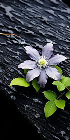this clematis blooms beautifully on black shingle, captured in a stunning tabletop photography setup, showcasing visually tactile surfaces and embracing sustainable design principles, shot with a voigtlander bessa r2m camera, featuring dark gray and black hues, and a soft focus effect. ai generatedの素材