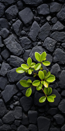this majestic lime tree, thriving on a bed of black shingle, showcases the beauty of sustainable design and visually tactile surfaces, captured in stunning tabletop photography style using a voigtlander bessa r2m camera, featuring a striking dark gray and black color palette with a soft focus effect. ai generatedの素材
