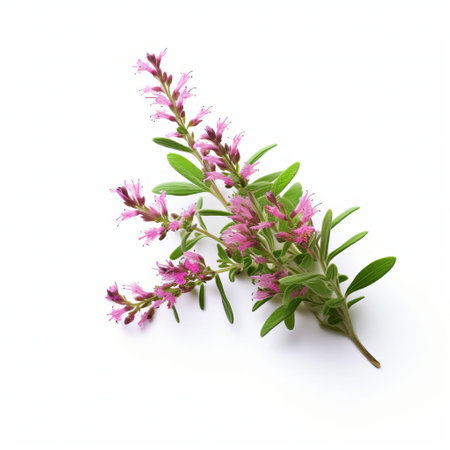 the 3d thyme wild flower, with its delicate petals and lush green leafs, stands out against a pristine white background, showcasing its intricate details and vibrant colors, perfect for nature enthusiasts, botanical artists, and anyone who appreciates the beauty of wildflowers in high-resolution photography. ai generatedの素材