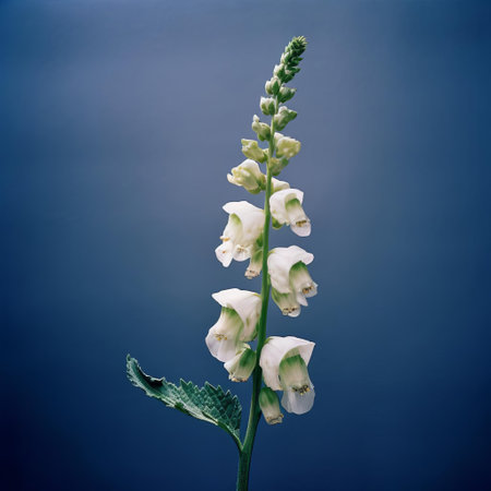 the foxglove stands tall in a dreamy, blurry analog photograph, set against a dramatic dark blue wall, evoking a nostalgic film grain and analog vibe, bathed in soft, warm natural evening light, capturing the essence of a serene summer evening. ai generatedの素材