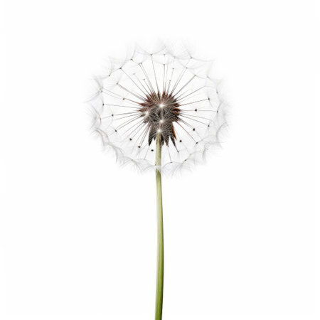 the dandelion plant, with its delicate yellow petals and feathery leaves, stands alone against a pristine white background, showcasing its intricate details in this stunning section view, highlighting the beauty of the full dandelion plant in its natural state. ai generatedの素材