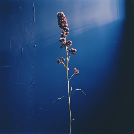the statice stands out against a dark blue wall, its delicate petals and stems captured in a dreamy, blurry analog photograph, exuding a nostalgic film grain and analog vibe, illuminated by soft, warm natural evening light, evoking a sense of serene intimacy and vintage charm. ai generatedの素材