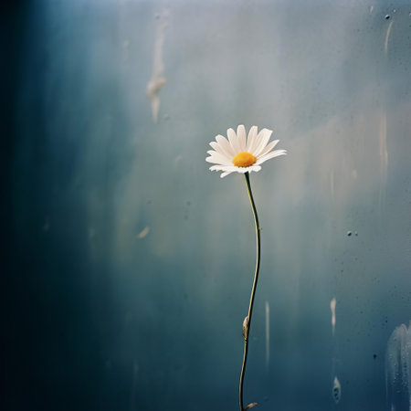 the chamomile flower stands out against a dark blue backdrop, its delicate petals and yellow center softly illuminated by the warm, natural evening light, capturing the serene ambiance of a peaceful moment in this dreamy, film-grained, analog photograph. ai generatedの素材