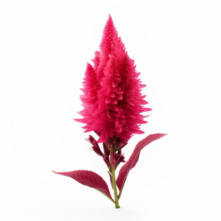 celosia, a vibrant and exotic flower, is showcased in this high-quality, realistic photo, boasting great detail and isolated on a pristine white background, perfect for botanical enthusiasts, floral designers, and anyone seeking stunning visuals of this ornamental plant. ai generatedの素材