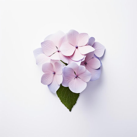the hydrangea flower, with its delicate petals and soft blue hue, takes center stage against a crisp, minimal white isolated background, showcasing its intricate details and subtle beauty, perfect for botanical enthusiasts and those seeking serene, natural inspiration. ai generatedの素材