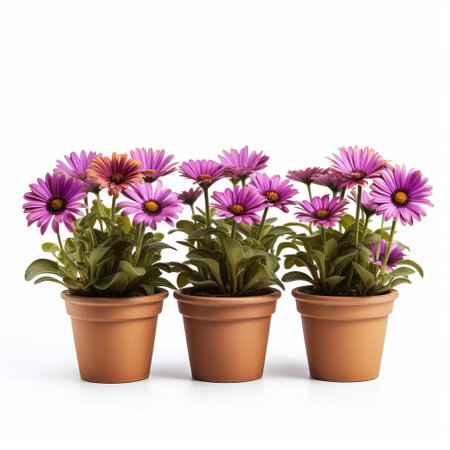 african daisies, with their vibrant yellow petals and dark centers, are beautifully showcased in a row of pots on a pristine white background, highlighting their delicate beauty and adding a pop of color to any indoor space, perfect for brightening up a room with their cheerful blooms. ai generatedの素材
