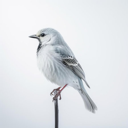 the bird perches delicately on a thin branch, its vibrant plumage standing out against a simplistic white background, showcasing its natural beauty in this stunning wildlife photography, highlighting the intricate details of its feathers and beak in a serene and peaceful atmosphere. ai generatedの素材