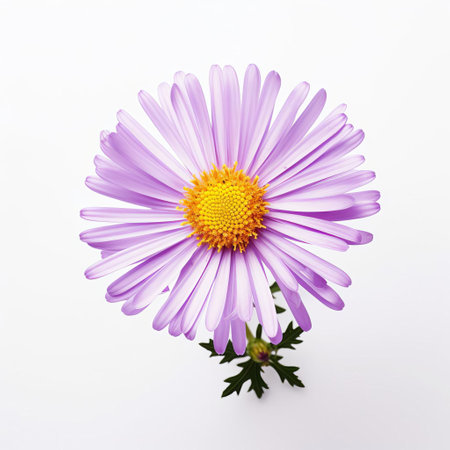 the aster flower, with its delicate petals and vibrant yellow center, stands out against a crisp, minimal white isolated background, showcasing its intricate details and subtle beauty, perfect for botanical and floral enthusiasts, or those seeking a touch of elegance in home decor or design projects. ai generatedの素材