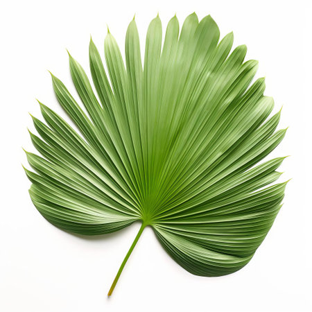 the cabbage palm leaf, with its striking fan-shaped design and vibrant green color, lies flat on a pristine white background, showcasing its unique texture and intricate details, perfect for botanical enthusiasts and nature-inspired art projects. ai generatedの素材