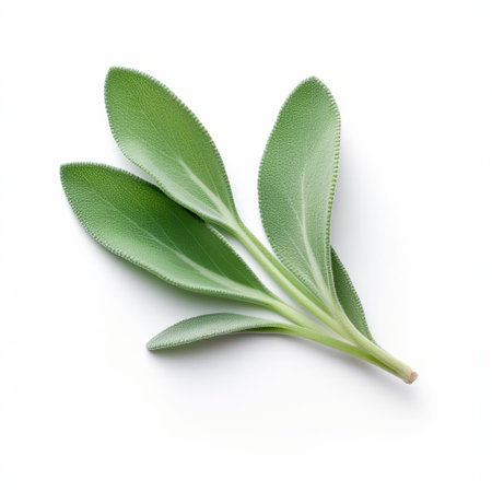 the sage plant leaf, with its soft, velvety texture and delicate wrinkles, lies flat on a pristine white background, showcasing its muted green color and intricate veins, perfect for herbalism, cooking, and natural remedy enthusiasts to appreciate its beauty and medicinal properties. ai generatedの素材