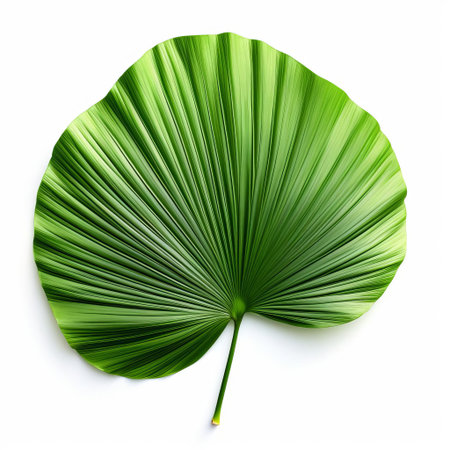 the cabbage palm leaf, with its striking silver-green color and distinctive fan-shaped design, lies flat on a pristine white background, showcasing its intricate veins and delicate texture, evoking a sense of tropical serenity and natural beauty, perfect for botanical enthusiasts and nature lovers alike. ai generatedの素材