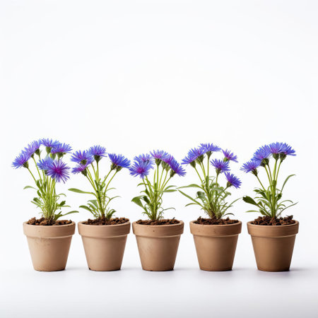cornflowers, with their delicate blue petals and yellow centers, are beautifully showcased in a row of pots on a pristine white background, creating a stunning visual display that highlights their vibrant colors and elegant simplicity, perfect for nature-inspired home decor and floral arrangements. ai generatedの素材