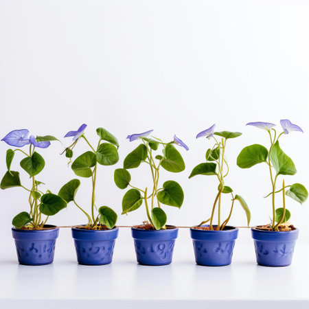 morning glory flowers cascade beautifully in a row of pots, set against a pristine white background, showcasing their trumpet-shaped blooms and delicate, heart-shaped leaves, perfect for adding a touch of elegance to any indoor space or garden decor. ai generatedの素材