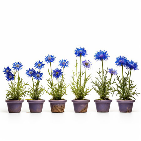 delicate cornflower blooms, with their vibrant blue petals and yellow centers, are beautifully arranged in pots on a crisp white background, creating a stunning still life composition that showcases the beauty of these charming flowers in a minimalist setting. ai generatedの素材