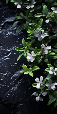 the jasmine plant sprawls elegantly on black shingle, showcasing its delicate white blooms and lush green foliage in a stunning tabletop photography setup, evoking a sense of visually tactile surfaces and sustainable design, captured with a voigtlander bessa r2m camera, featuring a soft focus effect and a predominantly dark gray and black color palette. ai generatedの素材