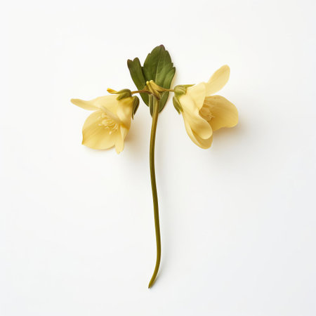 the cowslip, a delicate and charming wildflower, takes center stage in this elegant minimalist photograph, its subtle yellow petals and green stems beautifully contrasted against a pristine white background, accompanied by a romantic rose, evoking feelings of serenity and simplicity in nature-inspired decor. ai generatedの素材