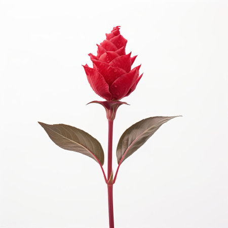 the celosia flower takes center stage in this elegant, minimalist photograph, its vibrant, feathery plumes a stunning contrast to the delicate, soft petals of the accompanying rose, all set against a pristine white background, evoking feelings of serenity and simplicity in floral arrangement and home decor inspiration. ai generatedの素材
