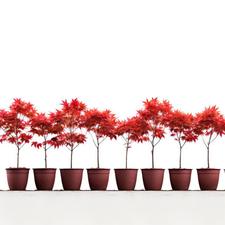 row of vibrant red maple trees in pots, standing tall against a pristine white background, showcasing their stunning autumn foliage, perfect for adding a pop of color to any indoor or outdoor space, ideal for gardening enthusiasts and nature lovers alike. ai generatedの素材