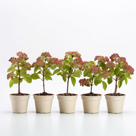 viburnum opulus shrubs, also known as guelder rose, line up in elegant rows, each one potted and pruned to perfection, set against a crisp white background, showcasing their lush green foliage and vibrant red berries, ideal for garden design and landscaping inspiration. ai generatedの素材