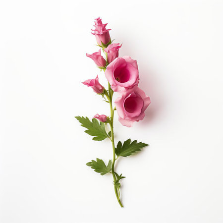 the foxglove, a statuesque perennial flower, stands elegantly against a pristine white backdrop, its tubular bells of soft purple hue gently swaying beside a delicate rose, exuding a sense of serenity and simplicity, perfect for nature-inspired home decor and botanical art enthusiasts. ai generatedの素材