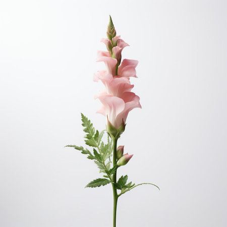 the foxglove, a statuesque perennial flower, stands elegantly against a pristine white backdrop, its tubular bells of soft purple hue gently swaying, accompanied by a delicate rose in soft focus, evoking a sense of serenity and simplicity in this minimalist botanical portrait. ai generatedの素材