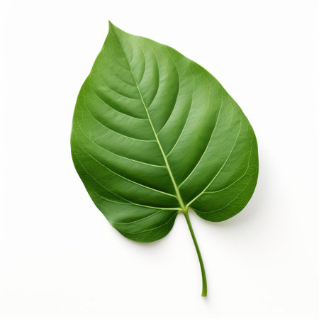 a leaf, with its delicate veins and gentle curves, rests serenely on a pristine white isolated background, showcasing its natural beauty and intricate details, perfect for botanical and nature-inspired designs, illustrations, and photography projects focused on simplicity and elegance. ai generatedの素材
