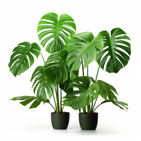 monstera deliciosa plants, also known as swiss cheese plants, are showcased in this stunning image, featuring three whole specimens isolated on a crisp white background with a clipping path, highlighting their unique, glossy, heart-shaped leaves with natural holes. ai generatedの素材