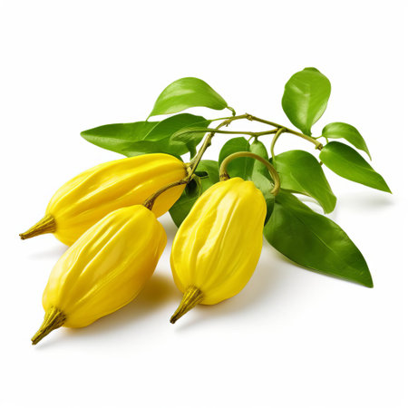ylang-ylang flowers, known for their sweet and soothing aroma, are showcased in this high-quality image, featuring three whole blooms isolated on a clean white background with a clipping path, perfect for use in beauty, wellness, and aromatherapy-related designs. ai generatedの素材