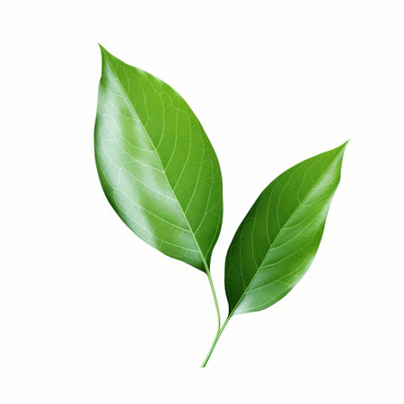 a leaf, with its delicate veins and gentle curves, rests serenely on a pristine white background, showcasing its natural beauty in isolation, highlighting the intricate details of its flat shape and vibrant green color, perfect for botanical and nature-inspired designs. ai generatedの素材
