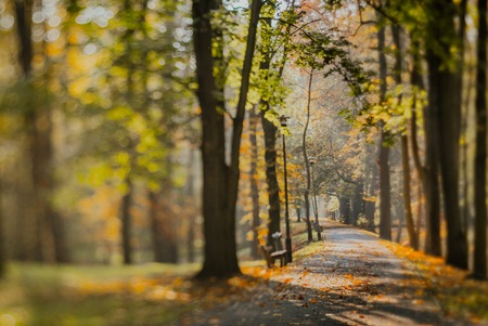autumn leaves on grassの写真素材