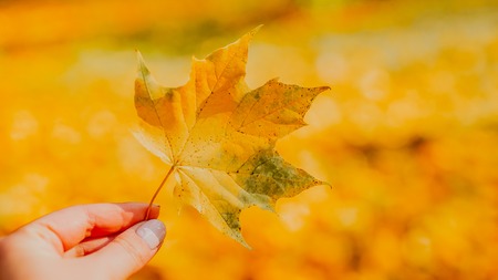 autumn leaves on grassの写真素材