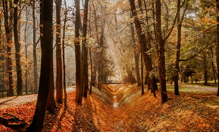 autumn leaves on grassの写真素材