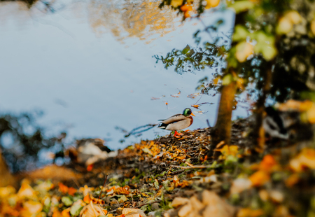 Close up of autumn leaves on grass. Autumn Background.