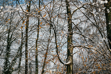 Snow On Pine Tree Leaves During Sunsetの写真素材