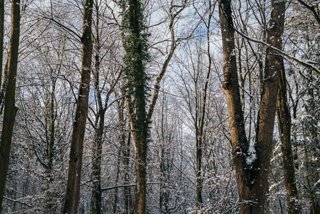 Bare Trees In Winter During Sunsetの写真素材