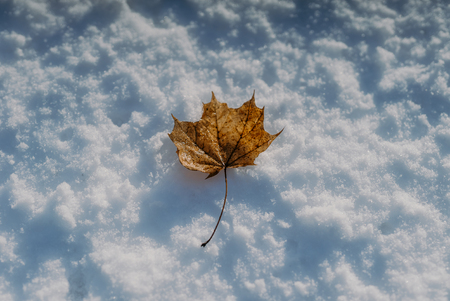 Dry Maple Leaf On Snow Covered Landの写真素材