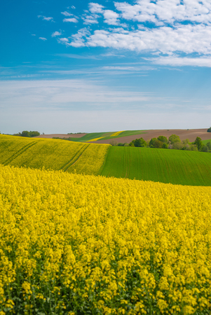 Rape field landscapeの写真素材