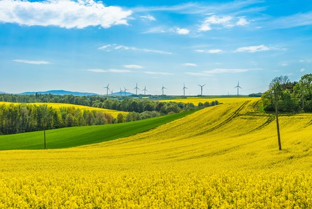Rape field landscapeの写真素材