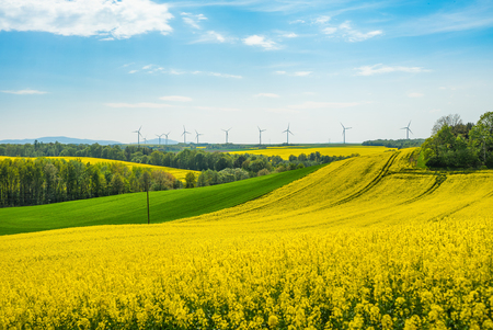 Rape field landscapeの写真素材