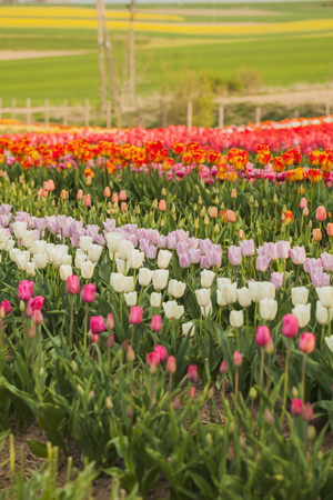 beautiful various tulips at field in hollandの写真素材
